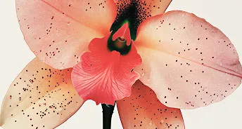 Close-up of a delicate pink orchid flower with speckled petals and a red center.